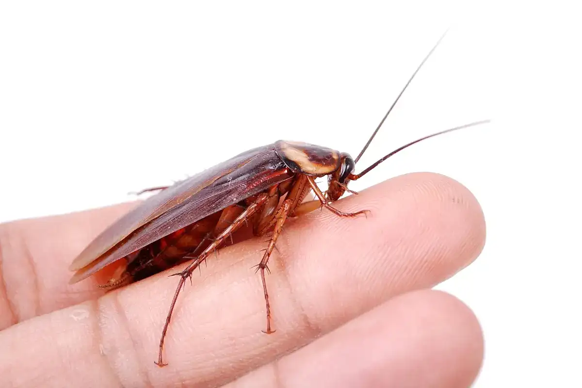 Hamam Böceği İlaçlaması