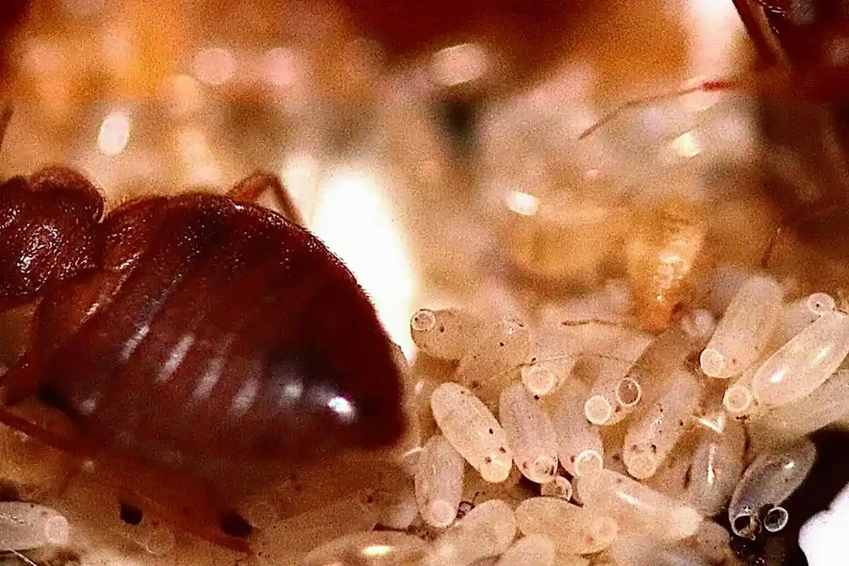 Tahta Kurusu Hakkında Genel Bilgiler