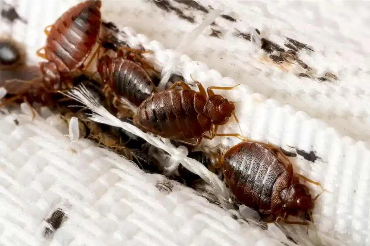 Tahtakurusu İlaçlaması