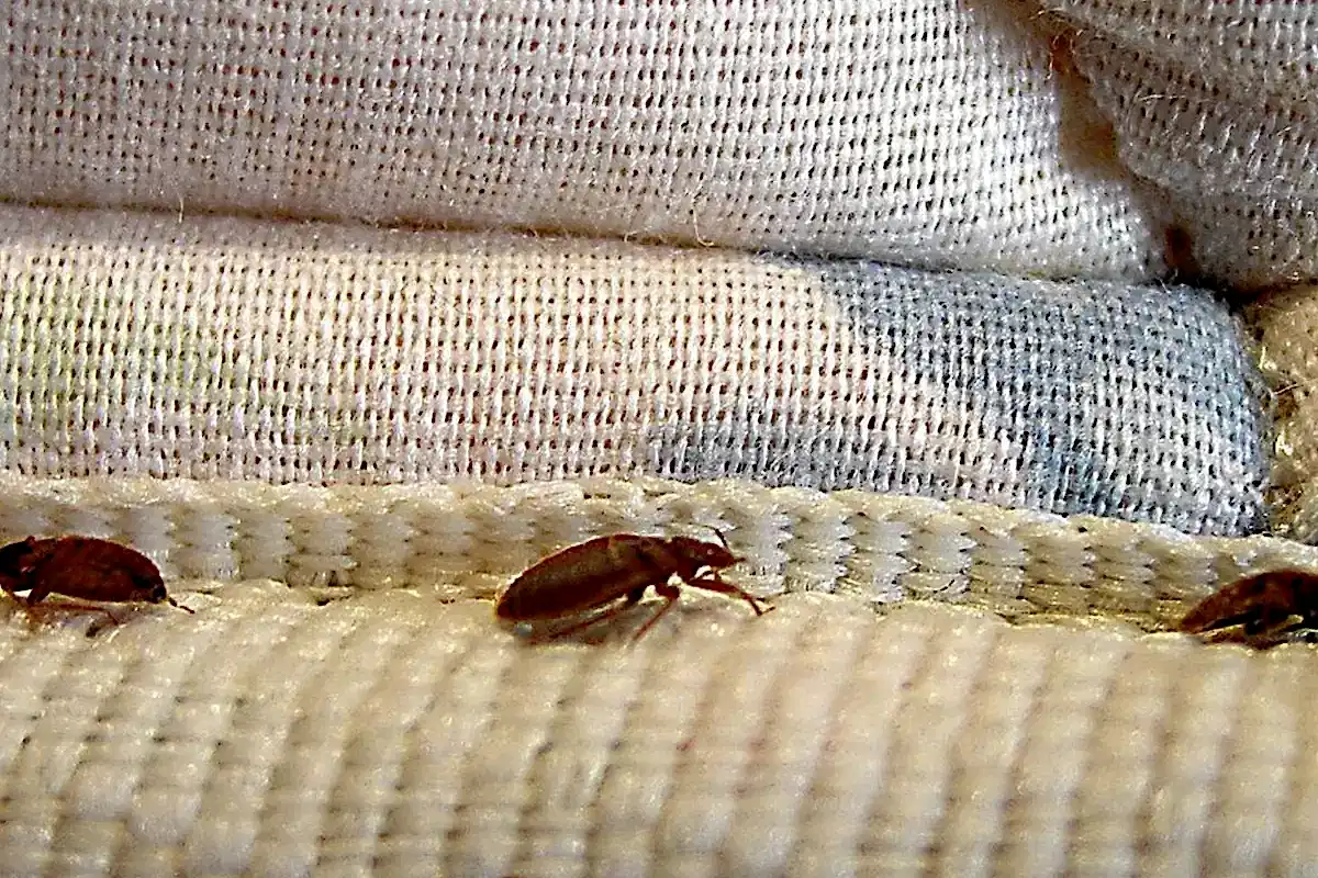 Tahta Kurusu Neden Olur?