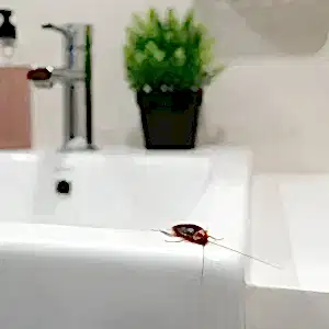 Hamam Böceği İlaçlama