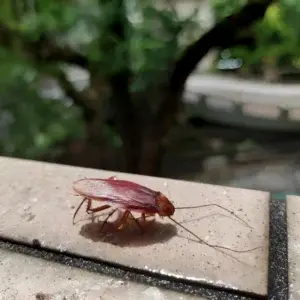 Kalorifer Böceği İlaçlama